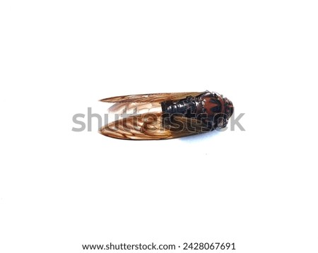 A black katydid or cicada sitting on an isolated white background