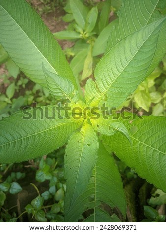 Water lakum is an annual weed, beautiful leaves