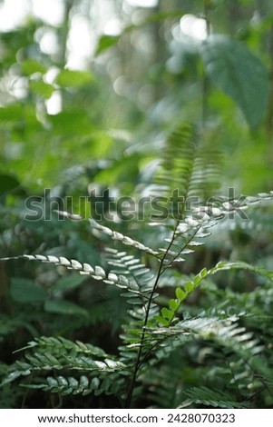 Fern in kerala morning with reflection in leaf