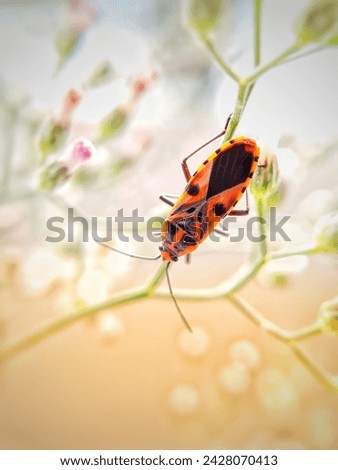 Dysdercus cingulatus is a species of true bug in the family Pyrrhocoridae, commonly known as the red cotton stainer.