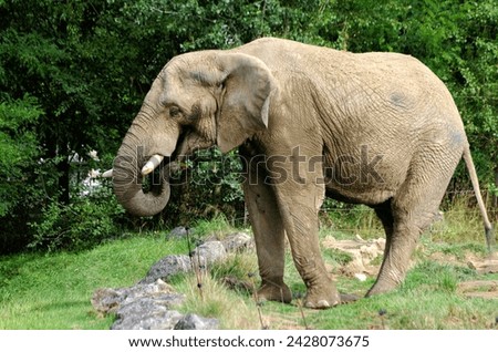 Capturing the grandeur of an elephant in a single frame, this image juxtaposes its massive presence with a sense of intimacy, revealing the beauty in the details of the world's largest land mammal Royalty-Free Stock Photo #2428073675