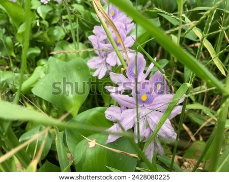 water hyacinth flower (Eichhornia crassipes) among weeds in the swamp