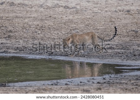 Leopard in wilpattuwa Sri Lanka
