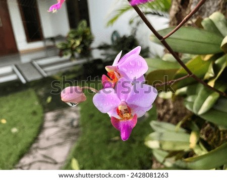 Phalaenopsis pulcherrima also called The Beautiful Doritis. Beautiful purple flower with bokeh. This picture was taken after it rained
