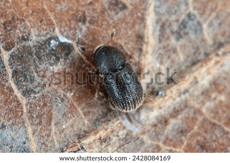 Bark Beetle (Scolytidae, Scolytinae) of genus Liparthrum living in Gran Canaria, Spain. Royalty-Free Stock Photo #2428084169