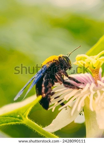 Carpenter bees are the name given to members of the genus Xylocopa