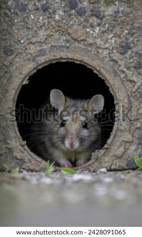 mouse going through a small hole Royalty-Free Stock Photo #2428091065