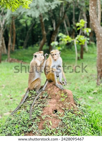 Lovely Monkey Couple in Forest