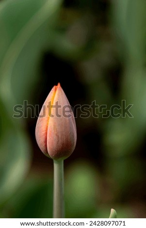 a tulip bud, about to bloom, closeup shot Royalty-Free Stock Photo #2428097071