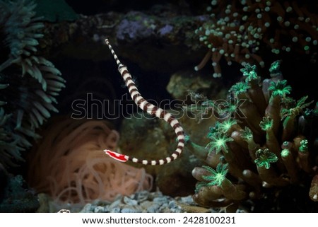 Beautiful banded pipefish on the seabed and coral reefs, Banded pipefish or ringed pipefish on the seabed and coral reefs