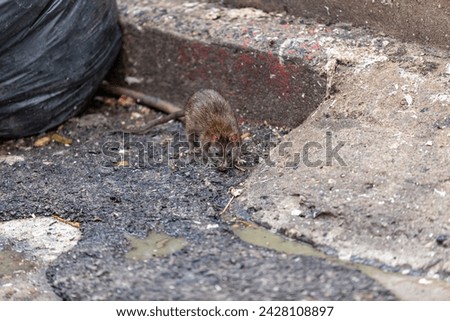Dirty disgusting rats on area that was filled with sewage, smelly, damp, and garbage bags. Referring to the problem of rats in the city, disease outbreaks from animals, filth of city. Selective focus.