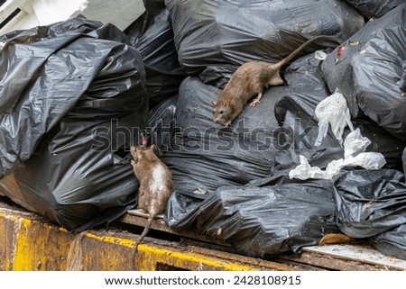 Dirty disgusting rats on area that was filled with sewage, smelly, damp, and garbage bags. Referring to the problem of rats in the city, disease outbreaks from animals, filth of city. Selective focus. Royalty-Free Stock Photo #2428108915
