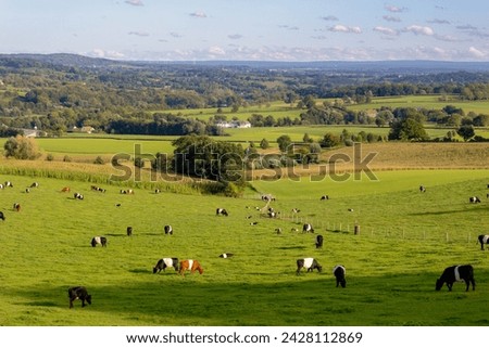 Summer landscape, Terrain hilly countryside of Zuid-Limburg, Galloway cattle breed nibbling fresh grass on the green meadow, Epen is a village in the southern, Dutch province of Limburg, Netherlands. Royalty-Free Stock Photo #2428112869