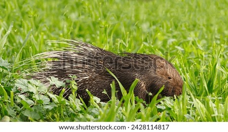 Cute porcupine with white quills on its head