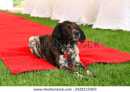 Beautiful dog on a red carpet, pet at a wedding, grass background, color photo