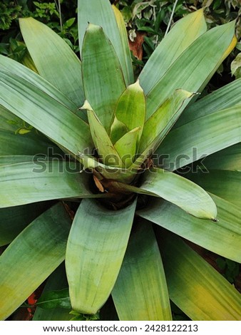 Large bromeliad. Closeup of a Brazilian big and striped bromeliad