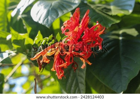 Vibrant close-up of radiant red tropical flowers amidst lush greenery. Delicate petals bask in sunlight, contrasting with deep green leaves. Perfect for nature-themed content.