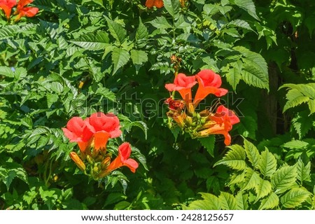 It's the photo of the trumpet vine flowers in garden. It's red flower in shadow. It is close up view of pink flower in shadow park.