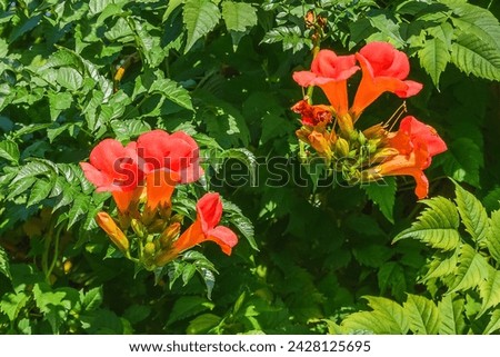 It's photo of trumpet vine flowers in garden. It's red flower in the shadow. It is close up view of pink flower in shadow park.