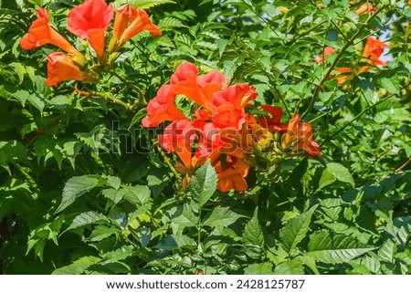 It's photo of trumpet vine flowers in garden. It's red flower in a shadow. It is close up view of pink flower in shadow park.