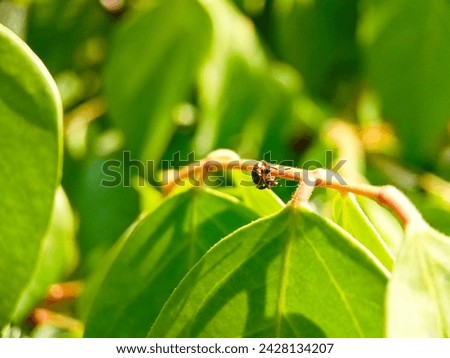 small insects crawling on the leaves
