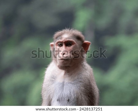 Monkey photo from wayanad kerala