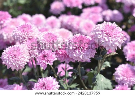 Picture of red chrysanthemum flowers in a garden in Thailand.