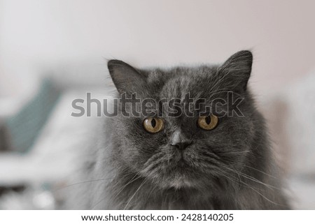 Portrait of a grey persian cat with yellow eyes looking into the camera Royalty-Free Stock Photo #2428140205