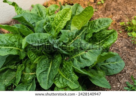 Sorrel is beneficial for the intestines, kidneys, stomach and liver and prevents cardiovascular diseases and some cancers, rumex Royalty-Free Stock Photo #2428140947
