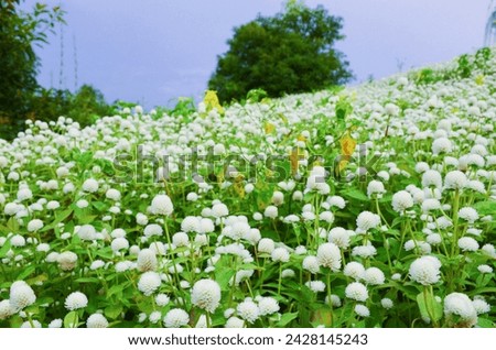Fields of white flower gardens that are worth seeing Royalty-Free Stock Photo #2428145243