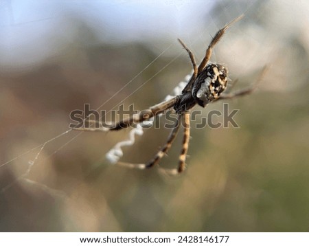 Close up picture of Silver argiope spider .