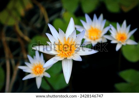 Blooming blue lotus flowers with green leaves background top view, image for mobile phone screen, display, wallpaper, screensaver, lock screen and home screen or background