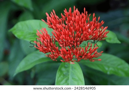 Blooming orange colour ashoka flower buds with green leaves in the background, image for mobile phone screen, display, wallpaper, screensaver, lock screen and home screen or background