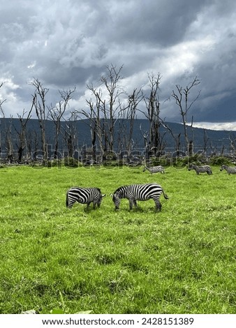 Zebras graze Nakuru’s salted plains. Their elegance against the backdrop of dried-up trees paints a picture of serene beauty in the heart of Africa’s wilderness.