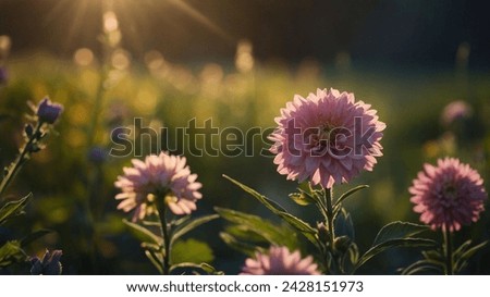 beautiful flower_flower background_sunlight_morning view_Morning Time_Morning Flower View