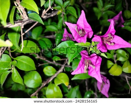Flower plants in pots are starting to bloom.  In purple.  Closeup photography concept