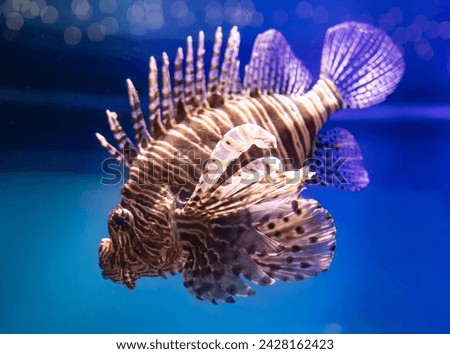 exotic fish with long fins on blue water background Royalty-Free Stock Photo #2428162423