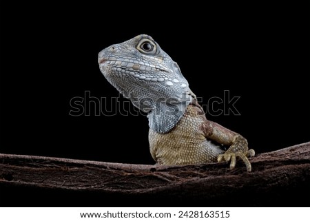 Close-up of a hypsilurus magnus forest dragon lizard, sitting on a branch in the dark