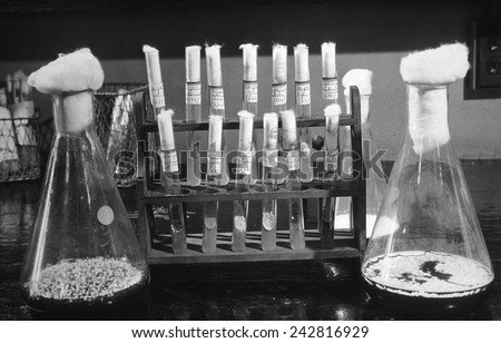 Laboratory flasks and test tubes used in the development of Penicillin. Ca. 1940. Royalty-Free Stock Photo #242816929