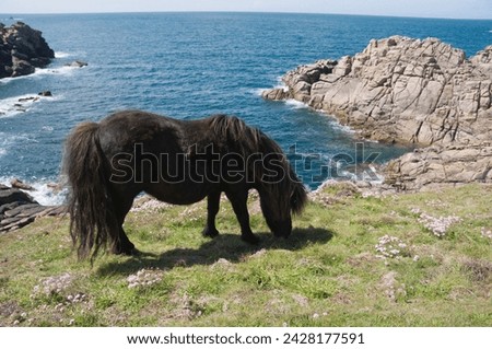 Ponies on bryher, isles of scilly, cornwall, united kingdom, europe