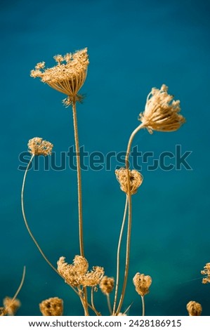 Seed heads, assos, kefalonia (cephalonia), greece, europe