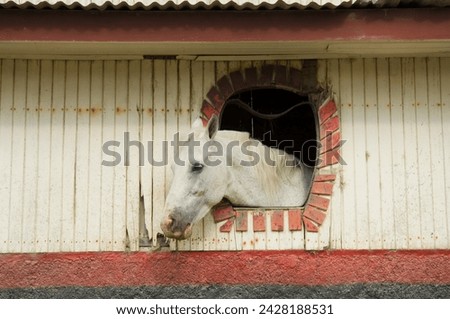 Horse in stables on way to monteverde, costa rica
