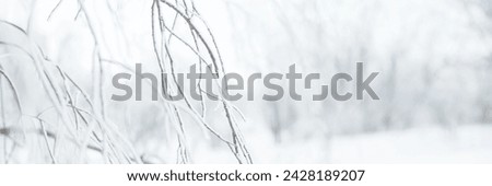 Snow and rime ice on the branches of bushes. Twigs covered with hoarfrost. Plants in the park are covered with hoar frost. Cold snowy winter weather. Frosting texture. Wide panoramic light background. Royalty-Free Stock Photo #2428189207