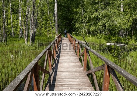 Wooden pedestrian bridge over a wetland in the forest. Hiking trail in a forest area. A tourist with a backpack walks along a path through a swamp. Traveling and hiking. Ecological tourism. Royalty-Free Stock Photo #2428189229