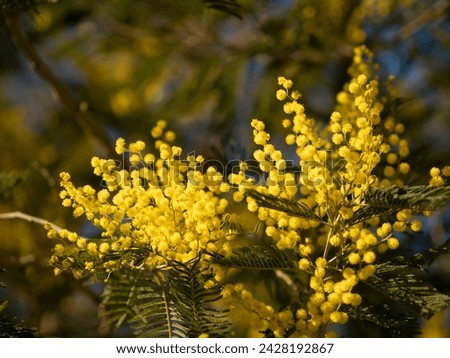 Beautiful bright yellow hairy mimosa flowers close-up. Blooming mimosa tree in early spring waves on wind. Sunny spring day. Acacia dealbata. Fluffy flowers in spring garden with sunny bokeh light Royalty-Free Stock Photo #2428192867