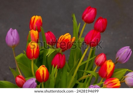 Multi-colored tulips on a gray background close-up. Lilac, pink, yellow tulips. Copy space