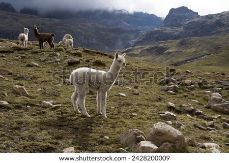 Llamas and alpacas, andes, peru, south america