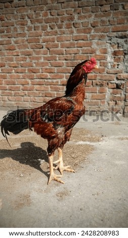 A special specie of hens called aseel hens
This is a picture of Pakistani sindhi aseel male hen these hens are famous in Pakistan or worldwide for their special fighting skill 