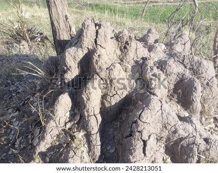 This picture is of the ant house which is showing the ruins