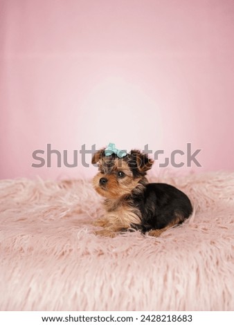 Yorkshire terrier puppy sitting on a pink fur pillow on an isolated pink background. Fluffy, cute lap dog with a bow on his head. Cute pets
